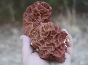 Breakthrough Blood Test Could Predict Motor Neurone Disease a Decade Before Symptoms, Study Reveals