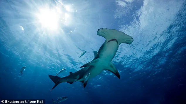 Study Reveals Widespread Mislabeling of Shark Products in American Grocery Stores, Threatening Endangered Species