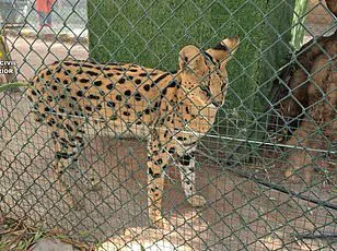 Study Reveals Widespread Mislabeling of Shark Products in American Grocery Stores, Threatening Endangered Species