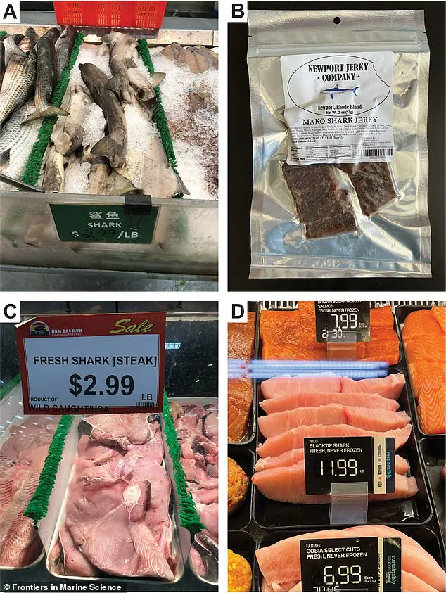 Study Reveals Widespread Mislabeling of Shark Products in American Grocery Stores, Threatening Endangered Species