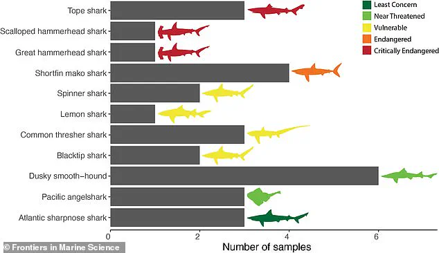 Study Reveals Widespread Mislabeling of Shark Products in American Grocery Stores, Threatening Endangered Species