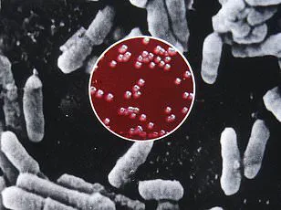 Urgent Warning: Plague Risk Surges as Rodent Populations Skyrocket Across U.S. Cities Amid Climate and Urbanization Crisis