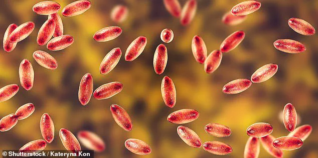 Urgent Warning: Plague Risk Surges as Rodent Populations Skyrocket Across U.S. Cities Amid Climate and Urbanization Crisis