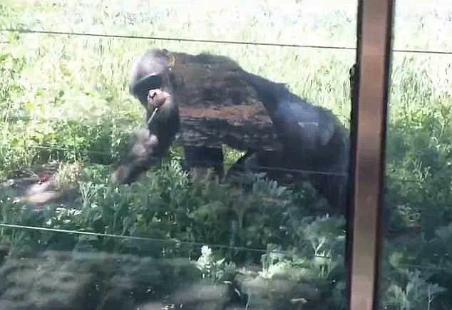 Viral Footage Sparks Outrage as Chimpanzee Caught Smoking at Lanzhou Wildlife Park