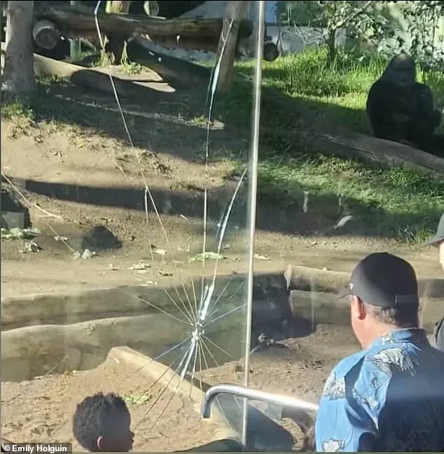 San Diego Zoo in Panic as 400-Pound Gorilla Shatters Glass Barrier in Late-Breaking Emergency