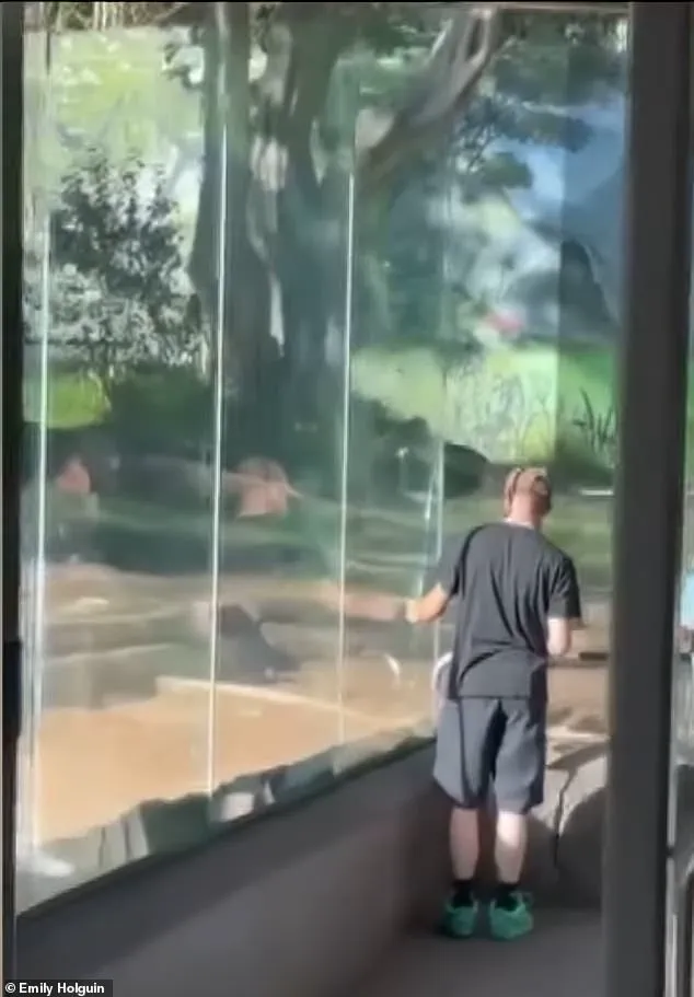 San Diego Zoo in Panic as 400-Pound Gorilla Shatters Glass Barrier in Late-Breaking Emergency