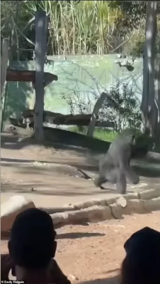 San Diego Zoo in Panic as 400-Pound Gorilla Shatters Glass Barrier in Late-Breaking Emergency