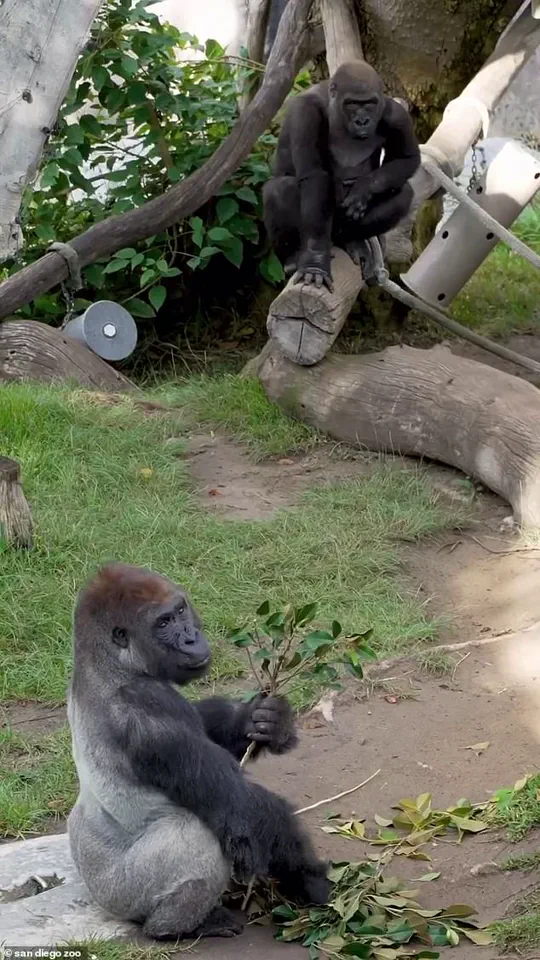 San Diego Zoo in Panic as 400-Pound Gorilla Shatters Glass Barrier in Late-Breaking Emergency