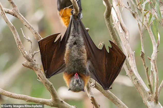 Rare Rabies Case in Illinois Sparks Concern Over Vaccination Gaps and Limited Access to Details, Health Officials Urge Public Caution