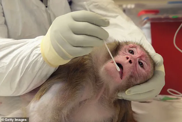 Trump Administration Orders CDC to Halt Long-Term Primate Research, Sparking Debate Among Scientists and Advocates