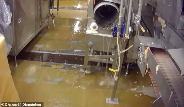 Potential Health Risks Linked to Chlorine Use in Chicken Processing: FDA Oversight and Consumer Awareness