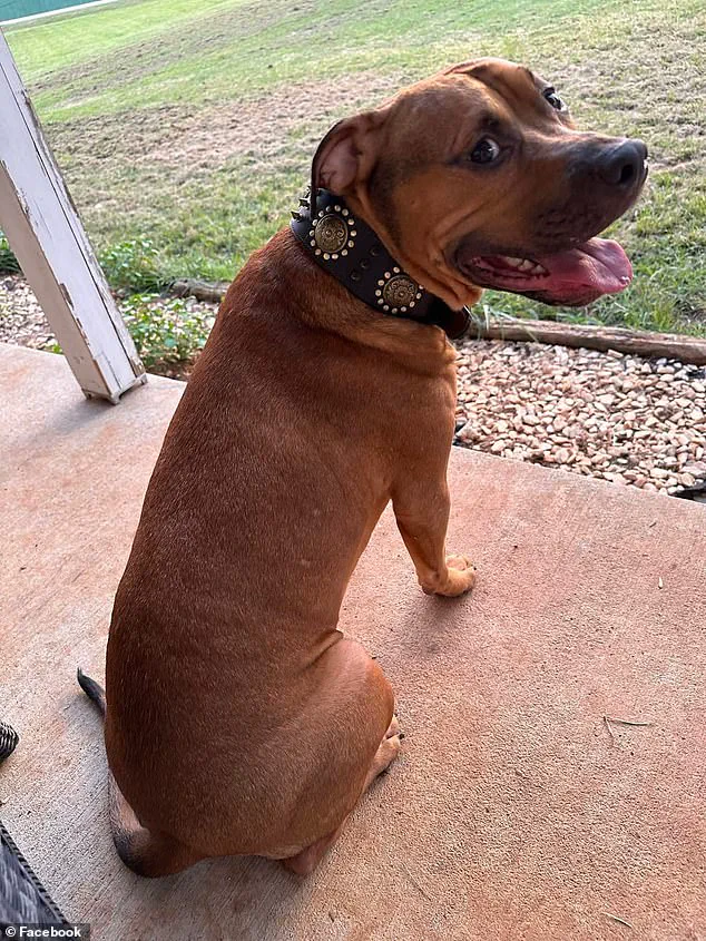 Amputation and Injuries in Pit Bull Attack Prompt Discussion on Dog Ownership and Regulation