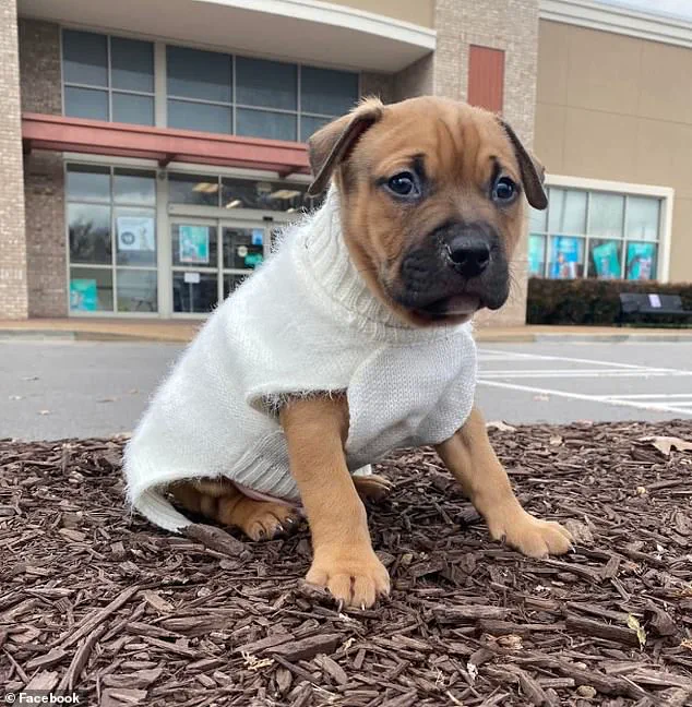 Amputation and Injuries in Pit Bull Attack Prompt Discussion on Dog Ownership and Regulation