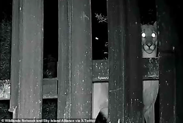 Doggy Doors Installed on US-Mexico Border Wall to Facilitate Animal Migration