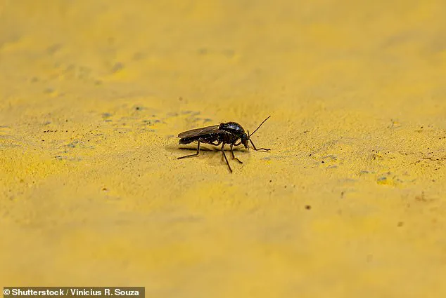 Climate Change and Globalization: Catalysts for Emerging Viral Threats