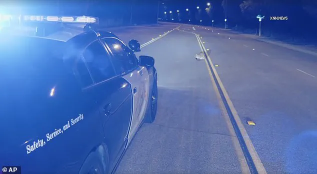 Six-Month-Old Mountain Lion Cub Spotted Calmly on Los Angeles Road in Unusual Footage