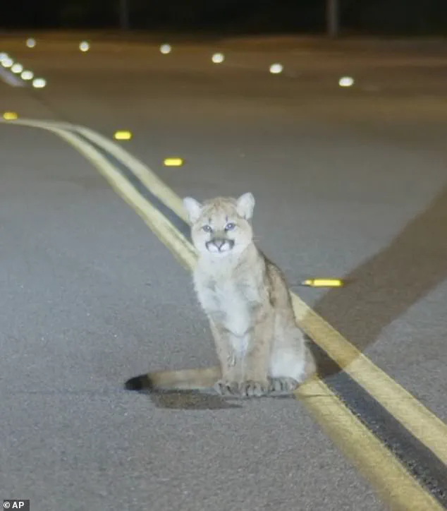 Six-Month-Old Mountain Lion Cub Spotted Calmly on Los Angeles Road in Unusual Footage