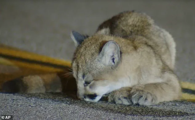 Six-Month-Old Mountain Lion Cub Spotted Calmly on Los Angeles Road in Unusual Footage