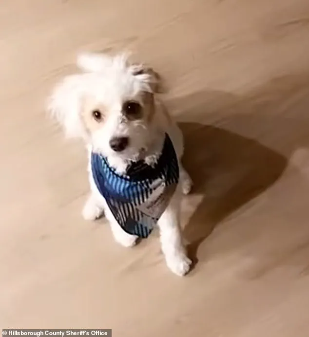 Former Florida Police Officer Accused of Poisoning Ex-Girlfriend's Dog in Alleged Act of Cruelty