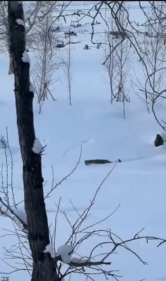 Snow Leopard Attack Injures Skier in China's Keketuohai Geopark, Raising Concerns Over Human-Wildlife Encounters