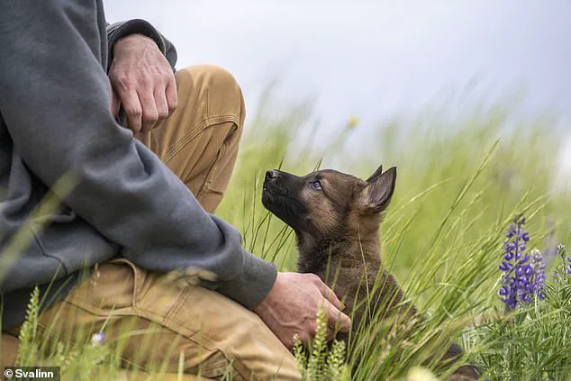 Elite Security’s Hidden Frontier: Exclusive Access to the World’s Most Advanced Guard Dogs