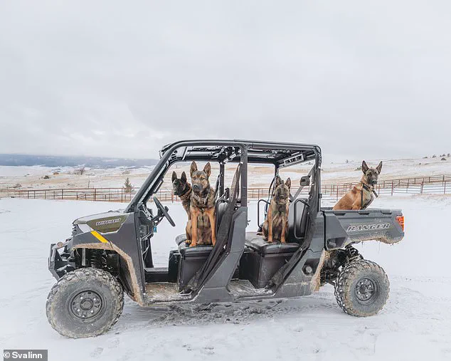 Elite Security’s Hidden Frontier: Exclusive Access to the World’s Most Advanced Guard Dogs