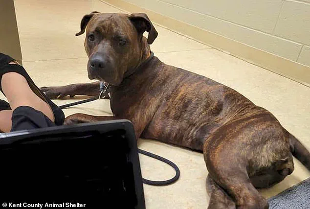 After a Year of Searching, Julie's Beloved Puppy Walker Found Alive: 'The Phone Call Shattered My Silence' – A Heartwarming Reunion 50 Miles Away