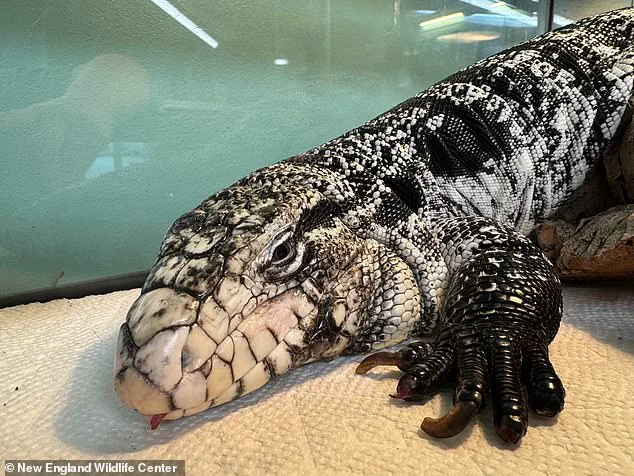 Unexpected Discovery of Invasive Tegu Lizard in Rhode Island Sparks Community Concern