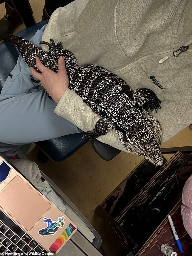 Unexpected Discovery of Invasive Tegu Lizard in Rhode Island Sparks Community Concern