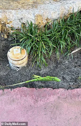 Cold Snap Causes Iguanas to Fall in South Florida, Spotlighting Invasive Species Impact