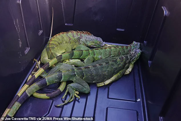 Cold Snap Causes Iguanas to Fall in South Florida, Spotlighting Invasive Species Impact
