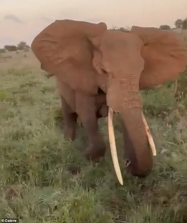 Calm Before the Storm: Elephant's Sudden Charge Shatters Safari Truck