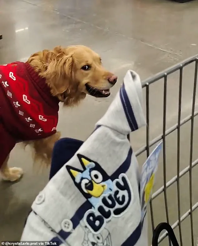 Walmart shopper alleges employees stalked her over service dog, citing ADA rights