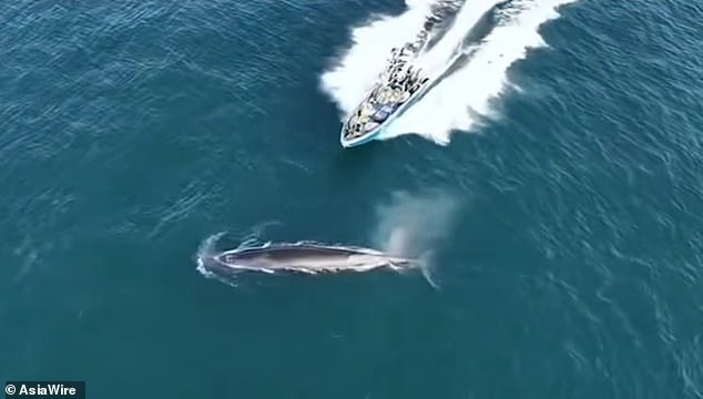 Bryde's Whale Struck by Fishing Vessel Near Weizhou Island Raises Conservation Concerns