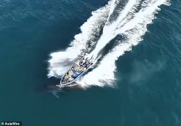 Bryde's Whale Struck by Fishing Vessel Near Weizhou Island Raises Conservation Concerns