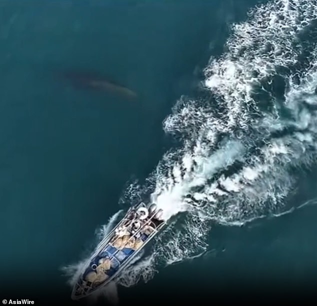 Bryde's Whale Struck by Fishing Vessel Near Weizhou Island Raises Conservation Concerns