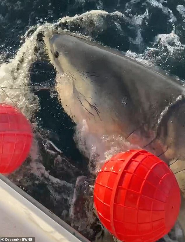 1,700-Pound Great White Shark Contender Spotted Near Cape Fear, NC