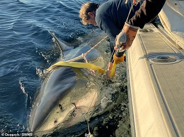 1,700-Pound Great White Shark Contender Spotted Near Cape Fear, NC