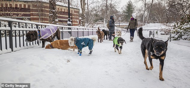 Palestinian Activist's Controversial Dog Ban Joke Retracted Amid Backlash