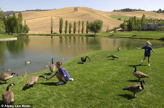 Stagnant Pond Sparks Debate Over Property Values in Exclusive Blackhawk Community