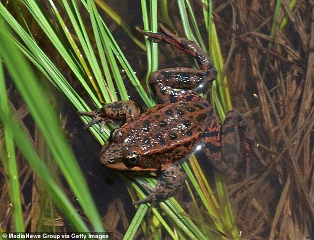 Stagnant Pond Sparks Debate Over Property Values in Exclusive Blackhawk Community