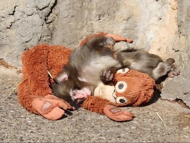 Punch the Macaque's Heartwarming Bond with Plush Orangutan Toy Goes Viral, Stirring Global Empathy