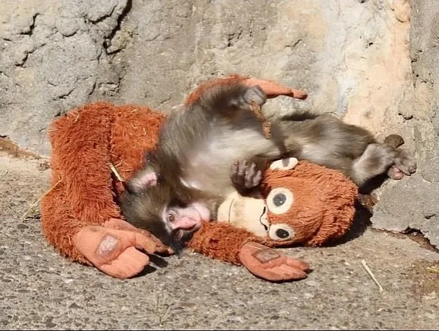 Punch the Macaque's Heartwarming Bond with Plush Orangutan Toy Goes Viral, Stirring Global Empathy