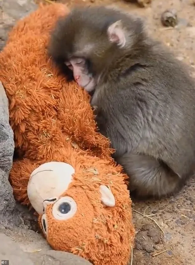 Punch the Macaque's Heartwarming Bond with Plush Orangutan Toy Goes Viral, Stirring Global Empathy
