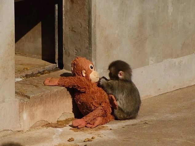 Punch the Macaque's Heartwarming Bond with Plush Orangutan Toy Goes Viral, Stirring Global Empathy