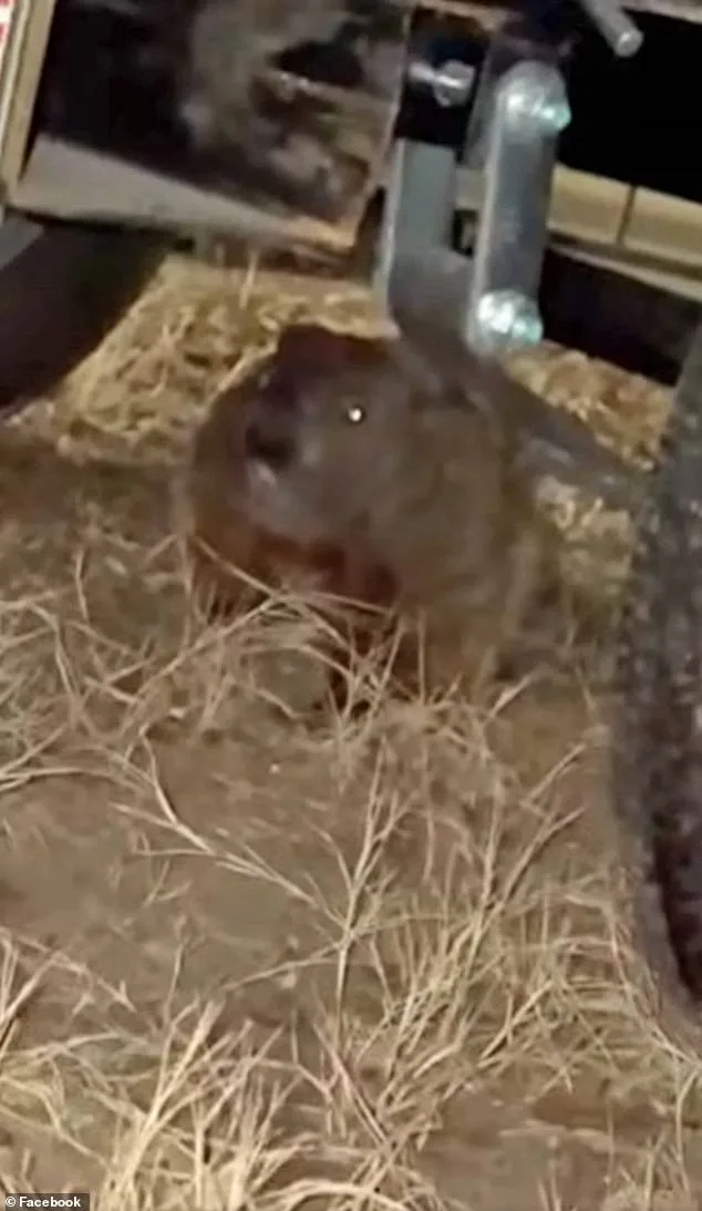 Groundhog Inflicts $4,900 Engine Damage on Student's Truck, Owner Says It's Unprecedented