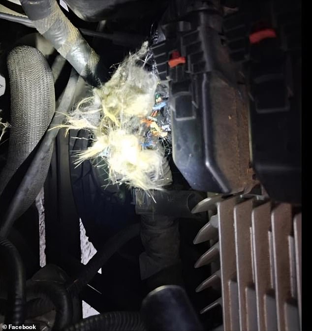 Groundhog Inflicts $4,900 Engine Damage on Student's Truck, Owner Says It's Unprecedented