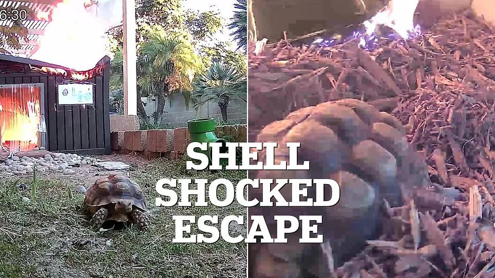 Tortoise's Narrow Escape from Blaze Sparks Fire Safety Concerns