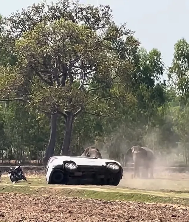 Elephant's Violent Rage in Buriram: Trampling and Chaos After Mating Ritual Disruption