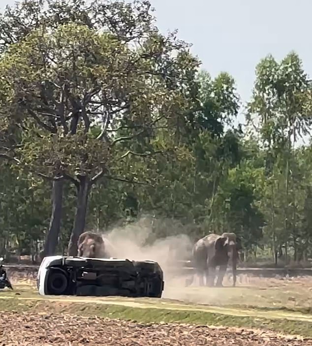 Elephant's Violent Rage in Buriram: Trampling and Chaos After Mating Ritual Disruption